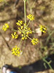Foeniculum vulgare