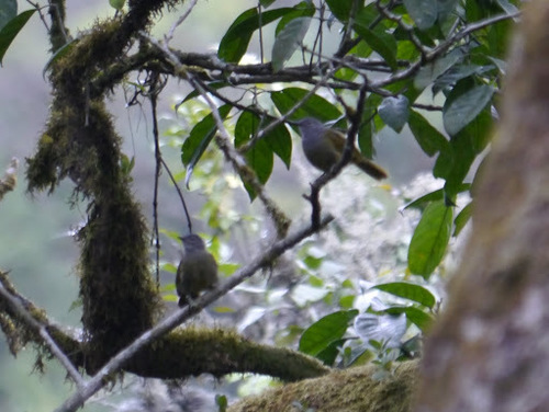 Western Mountain Greenbul (Arizelocichla tephrolaema), photo 2