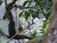 Arizelocichla tephrolaema