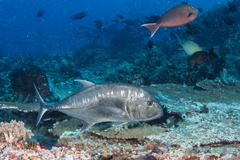 Caranx ignobilis