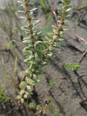 Hippuris tetraphylla