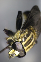 Orthoprosopa bilineata