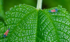 Cardioscarta flavifrons