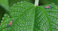 Cardioscarta flavifrons