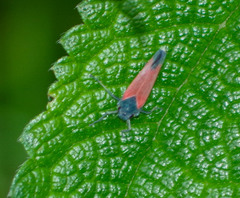 Cardioscarta flavifrons