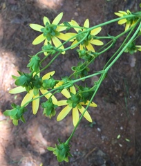 Silphium compositum reniforme