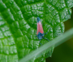 Cardioscarta flavifrons