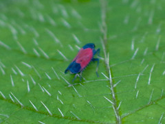 Cardioscarta flavifrons