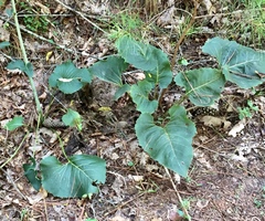 Silphium compositum reniforme