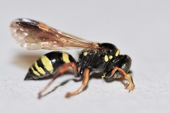 Gorytes canaliculatus