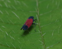 Cardioscarta flavifrons