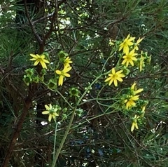 Silphium compositum reniforme