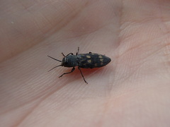 Melanophila consputa
