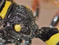 Gorytes canaliculatus
