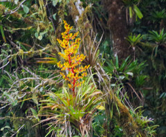 Guzmania diffusa
