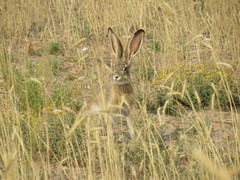 Lepus townsendii