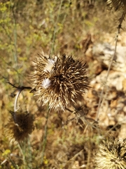 Echinops adenocaulos