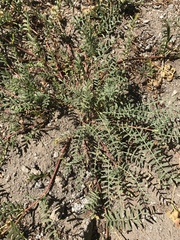 Astragalus bolanderi