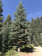 Abies magnifica