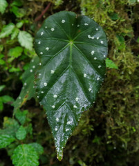Gobenia