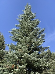 Abies magnifica