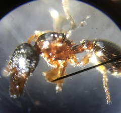 Myrmecina americana