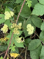 Hylotelephium maximum