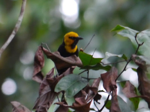 Black-billed Weaver (Ploceus melanogaster), photo 6
