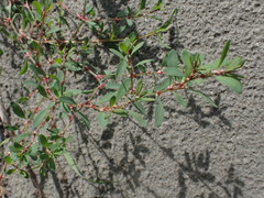 Polygonum fowleri