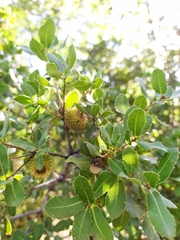 Quercus coccifera