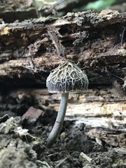 Pluteus thomsonii