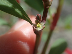 Polygonum fowleri