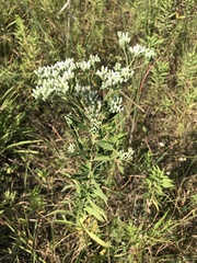 Eupatorium altissimum