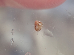 Tricolia pullus