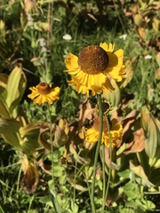 Helenium bigelovii