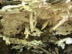 Perenniporia bostonensis