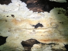 Perenniporia bostonensis