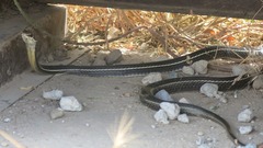 Masticophis lateralis lateralis