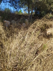 Poaceae