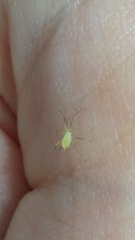 Macrosiphum rosae