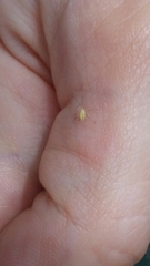 Macrosiphum rosae