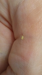 Macrosiphum rosae