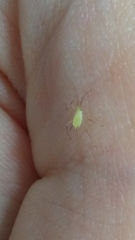 Macrosiphum rosae