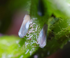 Megophthalminae