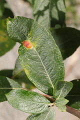 Euura bridgmanii