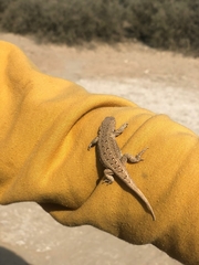 Liolaemus wiegmannii