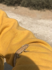 Liolaemus wiegmannii