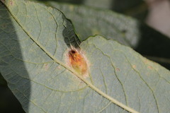 Euura bridgmanii