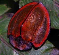 Cyrtonota marginata