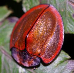 Cyrtonota marginata